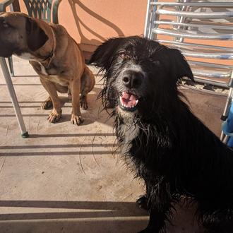 Foto de Sua, hembra y de raza Pastor vasco + Border Collie