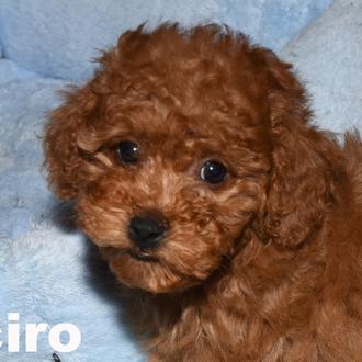 Foto de CIRO, macho y de raza Caniche Toy