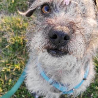 Foto de Rufo, macho y de raza Mestizo