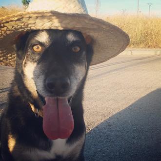 Foto de Nico, macho y de raza Mestizo