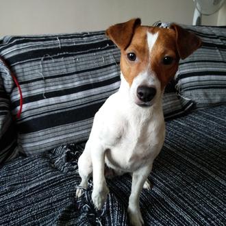 Foto de Flama, hembra y de raza Jack Russell