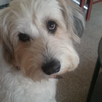 Foto de Mya, hembra y de raza Goldendoodle