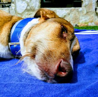 Foto de Tesla, macho y de raza Mestizo