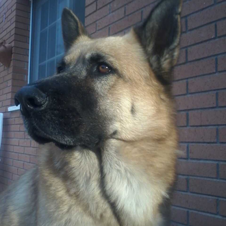 Foto de Gordon, macho y de raza Mestizo :P. Alemán /Chow Chow