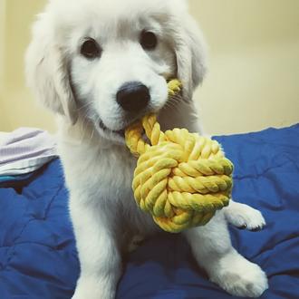 Foto de Astor, macho y de raza Golden Retriever