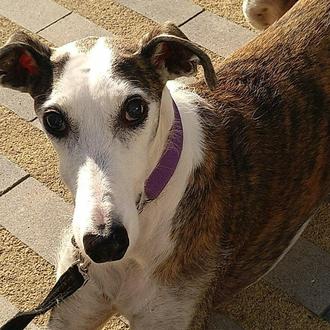 Foto de Hubble, macho y de raza Galgo