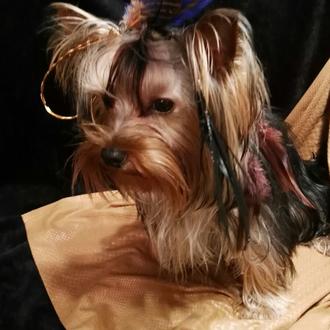 Foto de Leto Diamond de Vallmaseri, macho y de raza Yorkshire Terrier