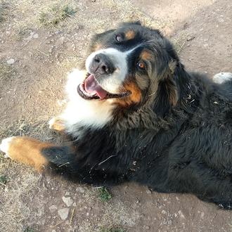 Foto de Ika, hembra y de raza Boyero de Berna