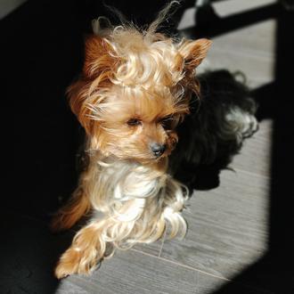 Foto de Zoe, hembra y de raza Yorkshire Terrier