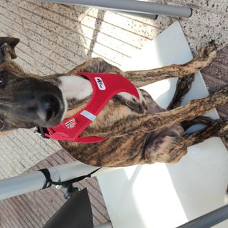 Foto de Togo, macho y de raza Galgo Español