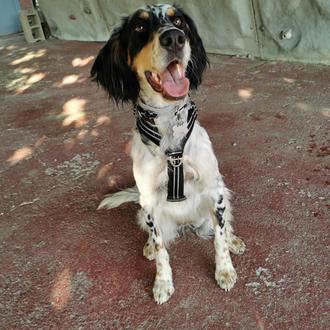 Foto de Maze, hembra y de raza Setter Ingles