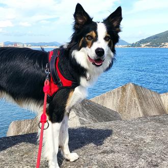 Foto de Neo, macho y de raza Border Collie