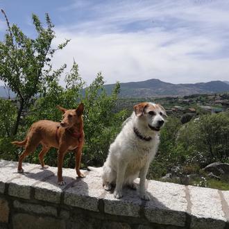 Foto de ODI, macho y de raza Podenco andaluz