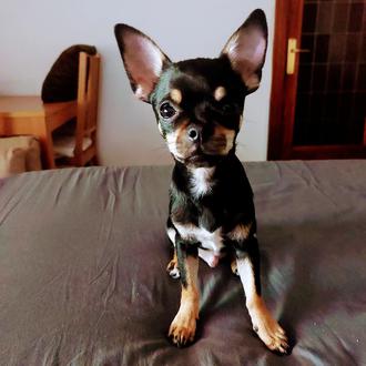 Foto de Coco, macho y de raza Chihuahua
