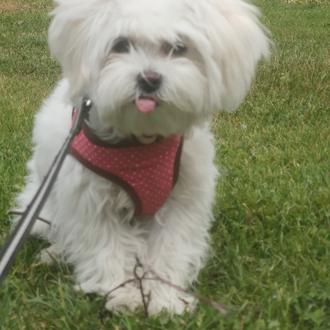 Foto de CLEO, hembra y de raza Bichon Maltes