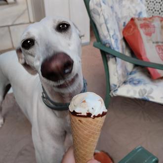 Foto de Mitotoloko, hembra y de raza Galgo español