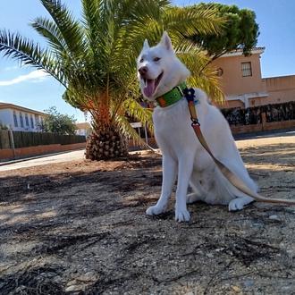 Foto de Denver, macho y de raza Husky Siberiano