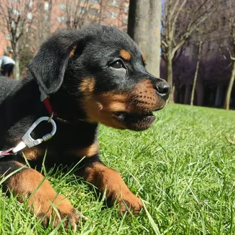 Foto de Goku, macho y de raza Rottweiler