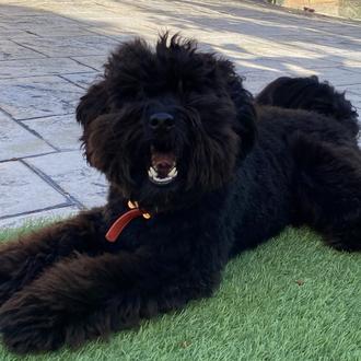 Foto de Kylo, macho y de raza Maltipoo