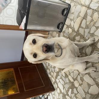 Foto de Rogue, macho y de raza Labrador