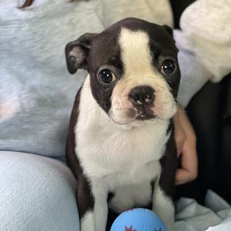 Foto de Blacky, macho y de raza Boston Terrier