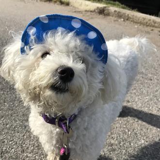 Foto de ALBA, hembra y de raza BICHON FRISE