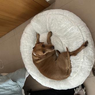 Foto de Lía, hembra y de raza Podenco