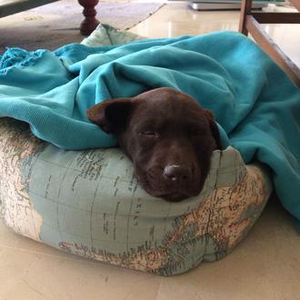 Foto de Romana, hembra y de raza Labrador