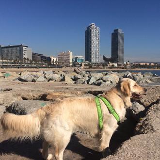 Foto de SIMBA, hembra y de raza GOLDEN RETRIEVER