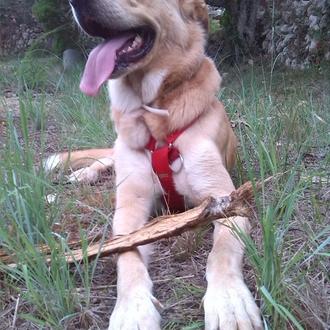 Foto de Lukas, macho y de raza Mestizo