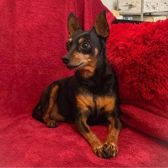 Foto de Lukas, macho y de raza Mini Pinscher