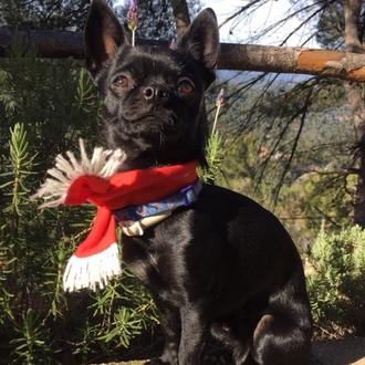 Foto de Mateo, macho y de raza Chihuahua