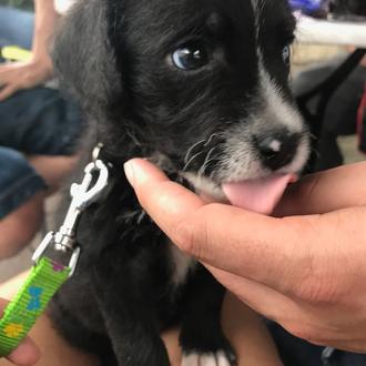 Foto de ROCKY, macho y de raza MESTIZO