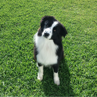 Foto de Momo, macho y de raza Border collie