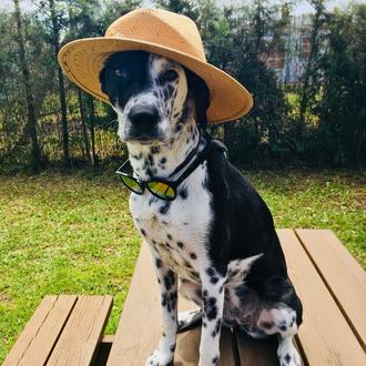 Foto de Siri, hembra y de raza Mestiza