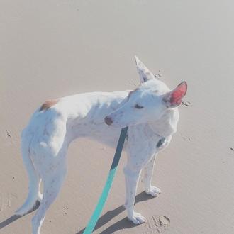 Foto de Vita, hembra y de raza podenco ibicenco