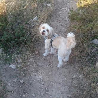 Foto de keka, hembra y de raza mestiza