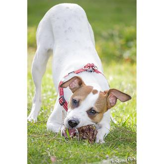 Foto de Buffy, hembra y de raza Bodeguero - Jack Russel