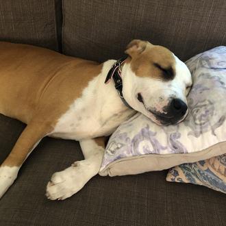 Foto de KALA, hembra y de raza American staffordshire terrier