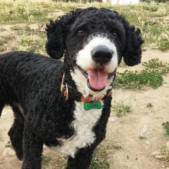 Foto de Lukas, macho y de raza Perro de aguas español