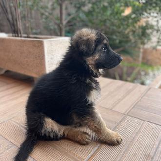 Foto de Thor, macho y de raza Pastor Aleman