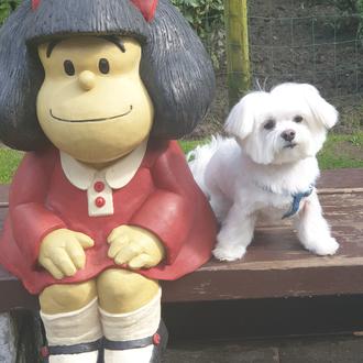 Foto de Nano, macho y de raza Bichón Maltés