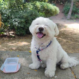 Foto de Sony, macho y de raza Bichon maltès