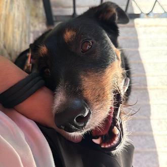 Foto de Cora, hembra y de raza Mestiza