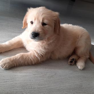 Foto de Duna, hembra y de raza Golden retriever