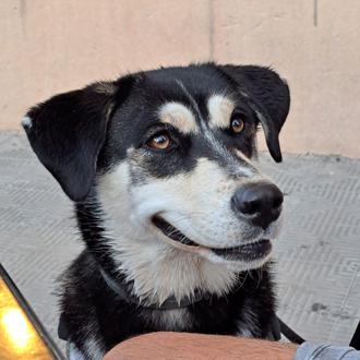 Foto de Syl, macho y de raza Husky