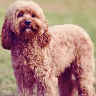 Foto de Tico, macho y de raza Australian Cobberdog