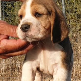 Foto de Ragnar, macho y de raza Beagle