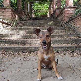 Foto de Chapulín, macho y de raza Podenco