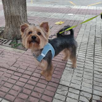 Foto de Doby, macho y de raza Yorkshire